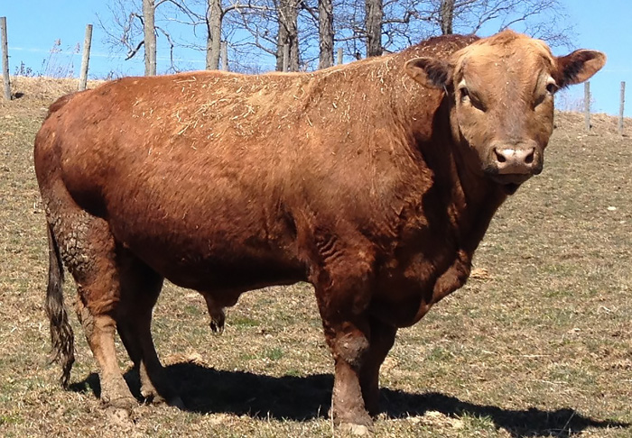 A hybrid animal standing outdoors on a grassy field, showcasing unique features under clear blue sky.