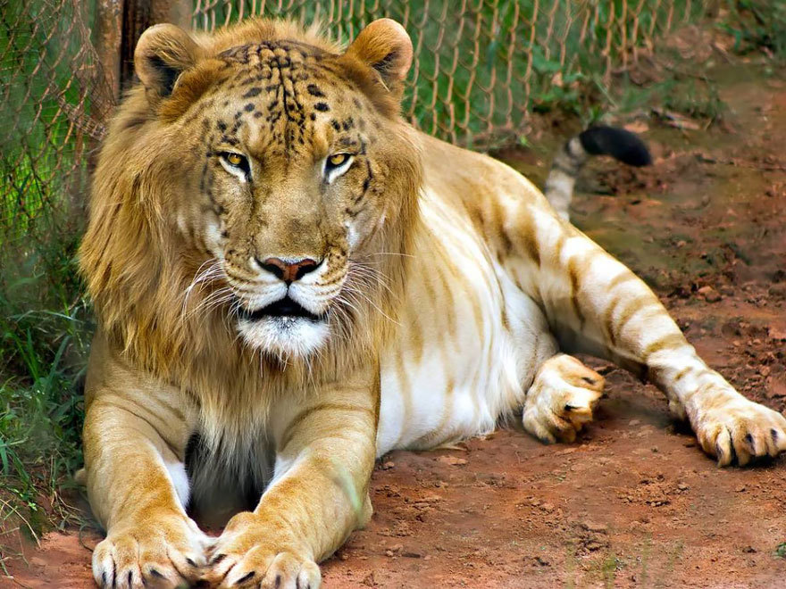 Hybrid animal resting in an enclosure, showcasing a blend of lion and tiger features on a sunny day.