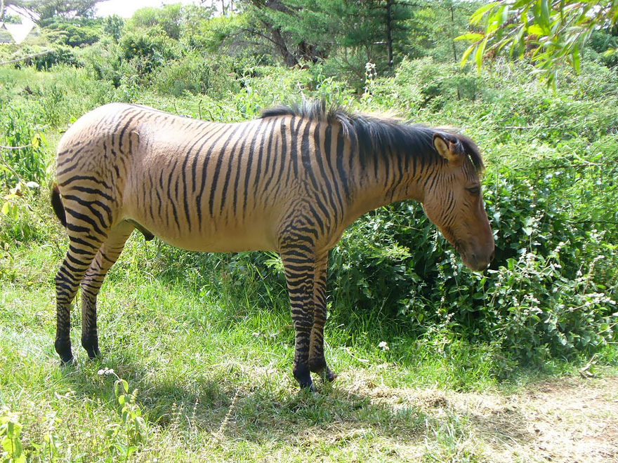 Hybrid animal with zebra stripes and horse body standing in a grassy area.