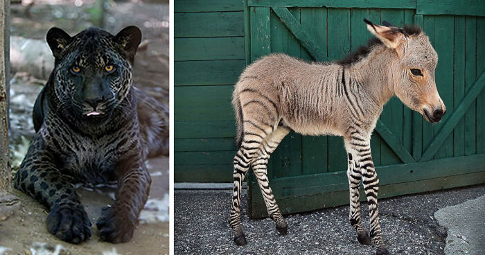 18 Hybrid Animals That Are Hard To Believe Actually Exist