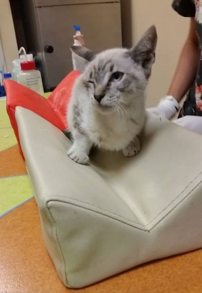 We Adopted A Cat And It Couldn't Be Better We Adopted A Cat And It Couldn't Be Better