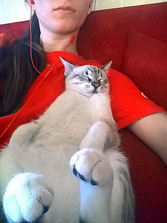 We Adopted A Cat And It Couldn't Be Better