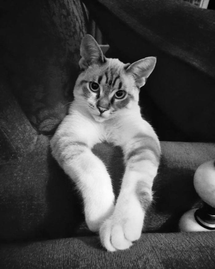 We Adopted A Cat And It Couldn't Be Better We Adopted A Cat And It Couldn't Be Better