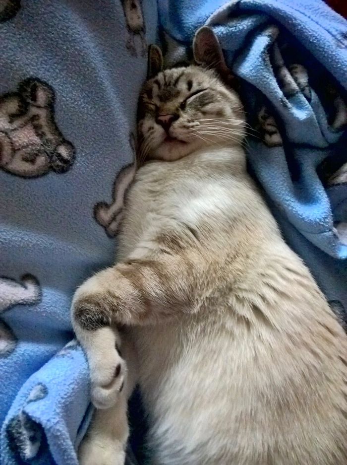 We Adopted A Cat And It Couldn't Be Better We Adopted A Cat And It Couldn't Be Better