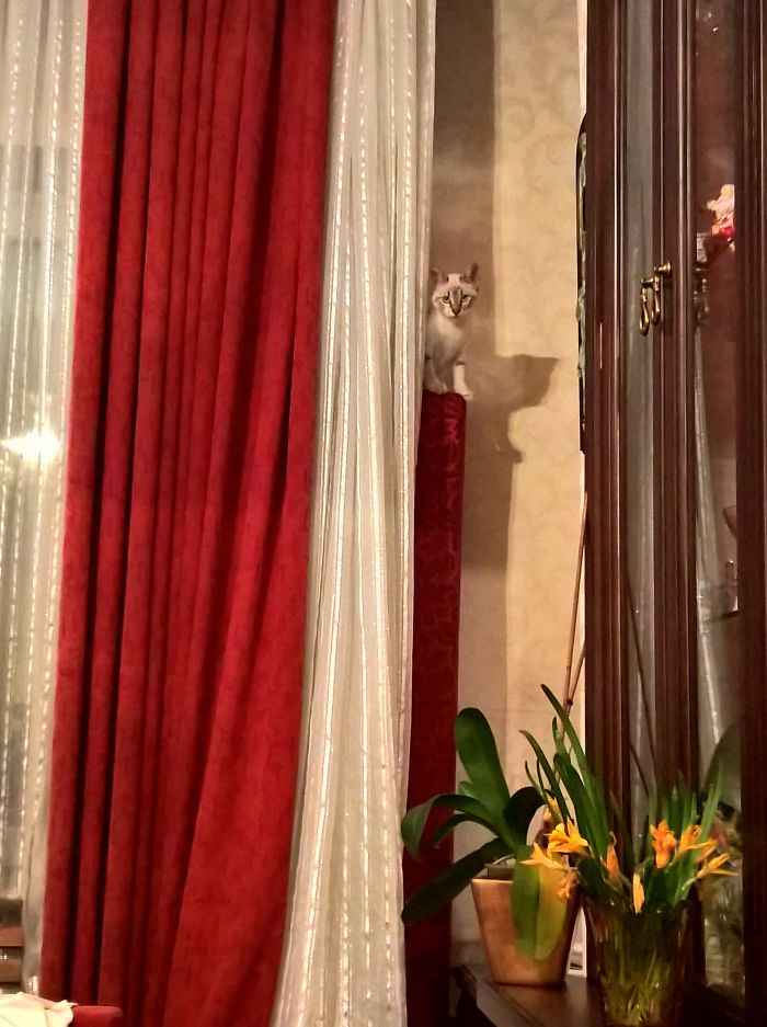 We Adopted A Cat And It Couldn't Be Better We Adopted A Cat And It Couldn't Be Better