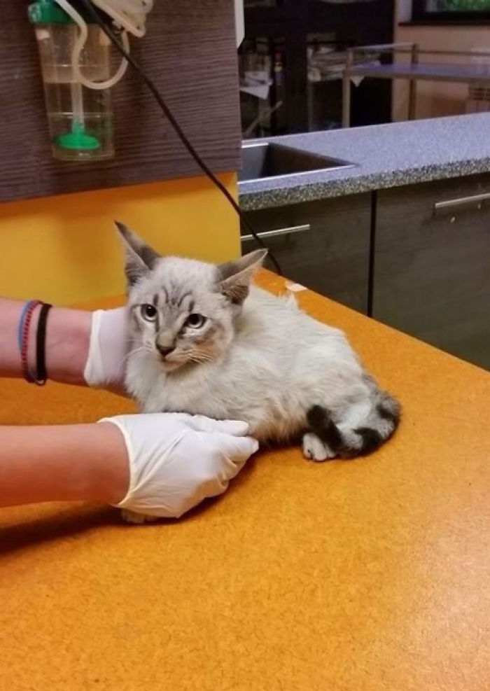 We Adopted A Cat And It Couldn't Be Better