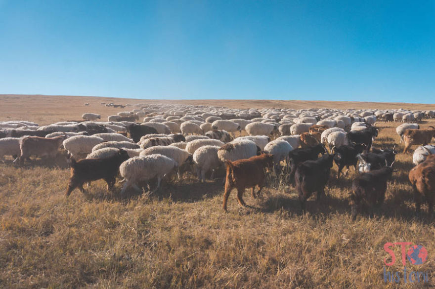 We Decided To See What The Mongolian Nomads' Life Look Like