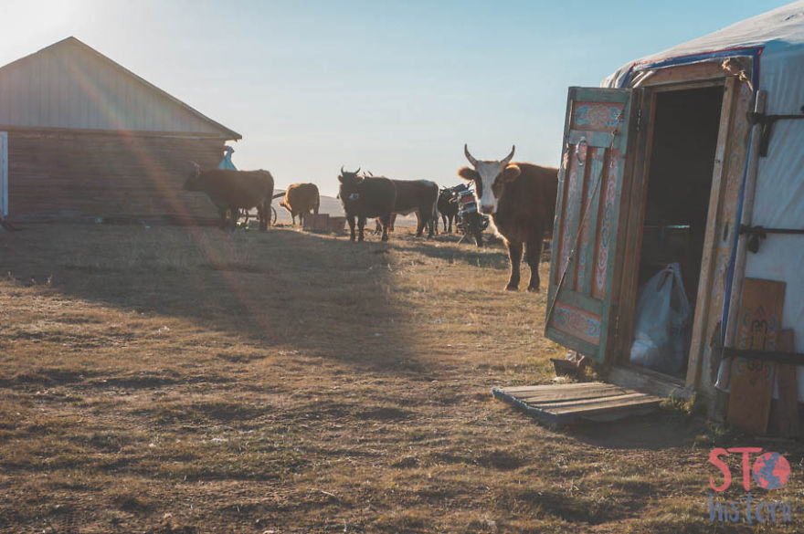 We Decided To See What The Mongolian Nomads' Life Look Like