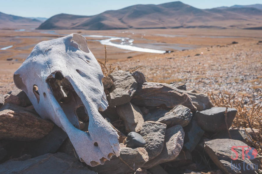 We Decided To See What The Mongolian Nomads' Life Look Like