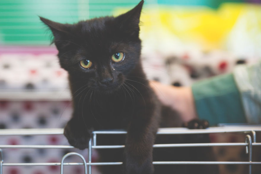 We Photograph Shelter Animals To Help Them Find Forever Homes We Photograph Shelter Animals To Help Them Find Forever Homes