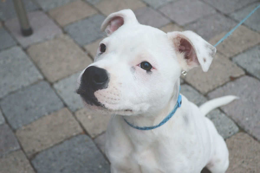 We Photograph Shelter Animals To Help Them Find Forever Homes We Photograph Shelter Animals To Help Them Find Forever Homes