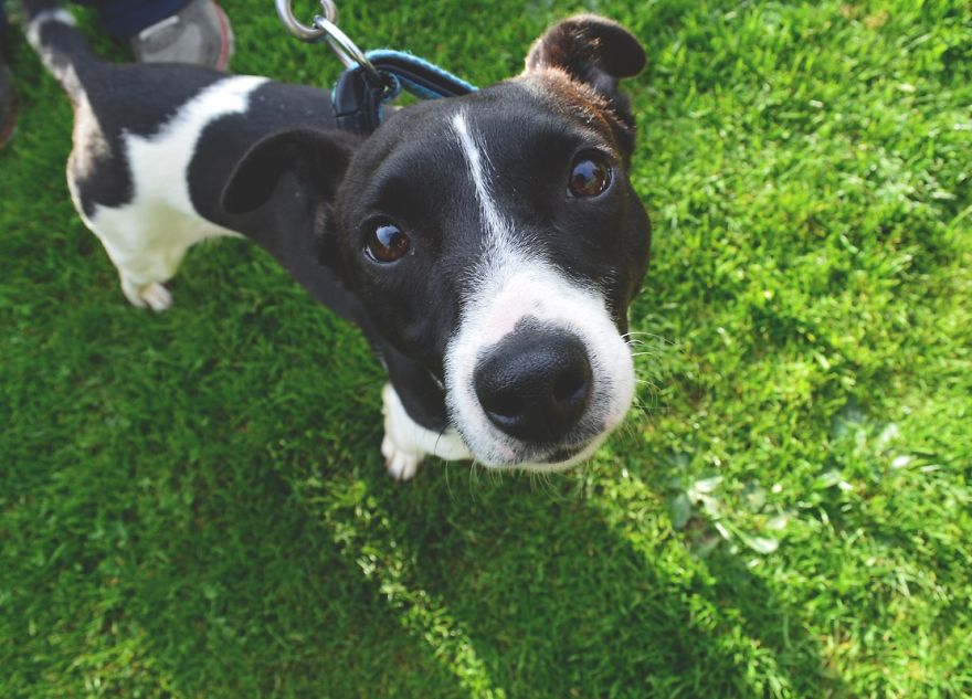 We Photograph Shelter Animals To Help Them Find Forever Homes We Photograph Shelter Animals To Help Them Find Forever Homes