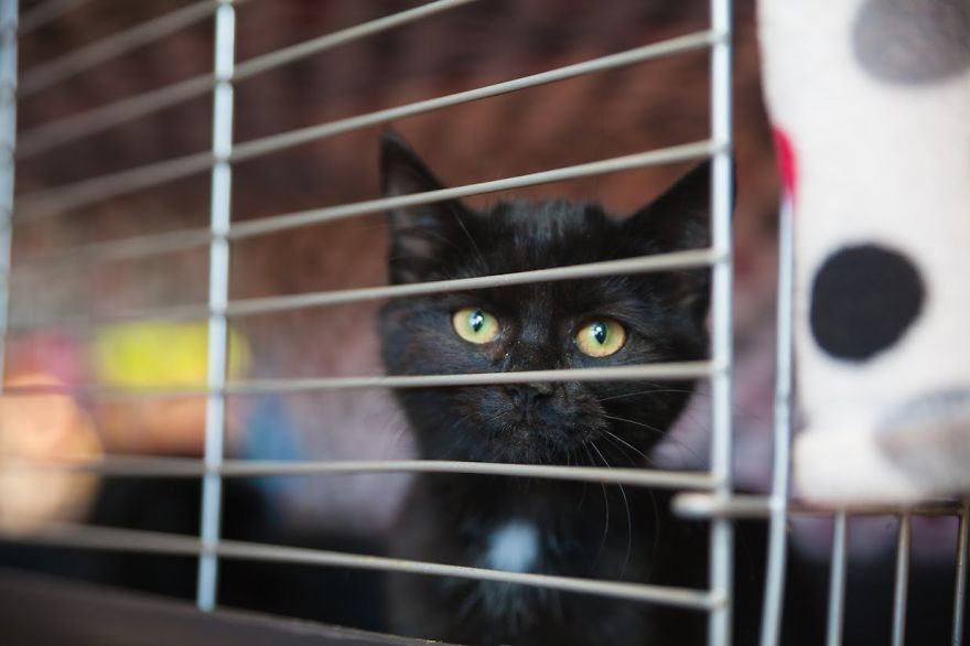 We Photograph Shelter Animals To Help Them Find Forever Homes We Photograph Shelter Animals To Help Them Find Forever Homes