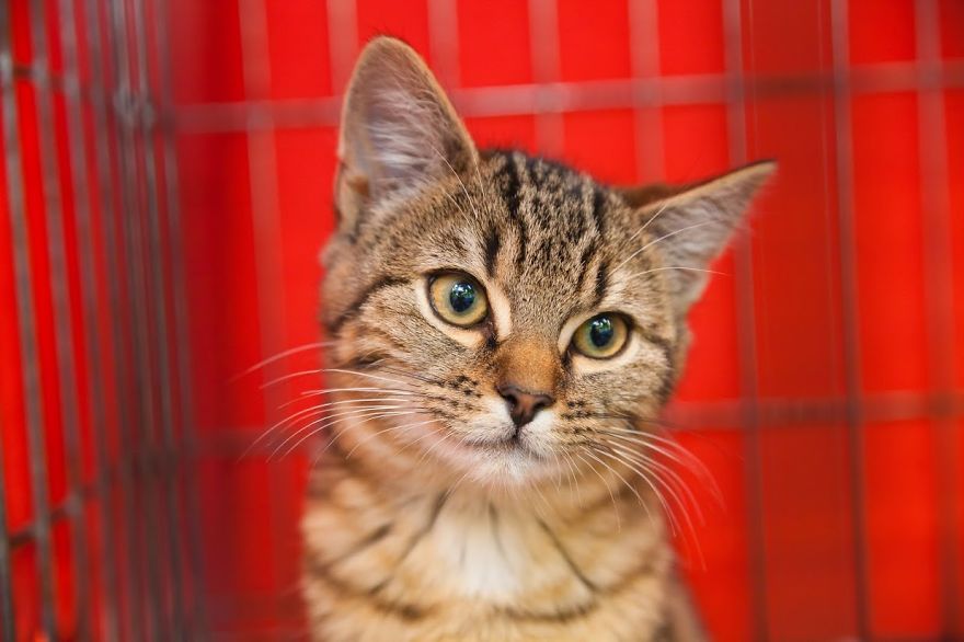 We Photograph Shelter Animals To Help Them Find Forever Homes We Photograph Shelter Animals To Help Them Find Forever Homes