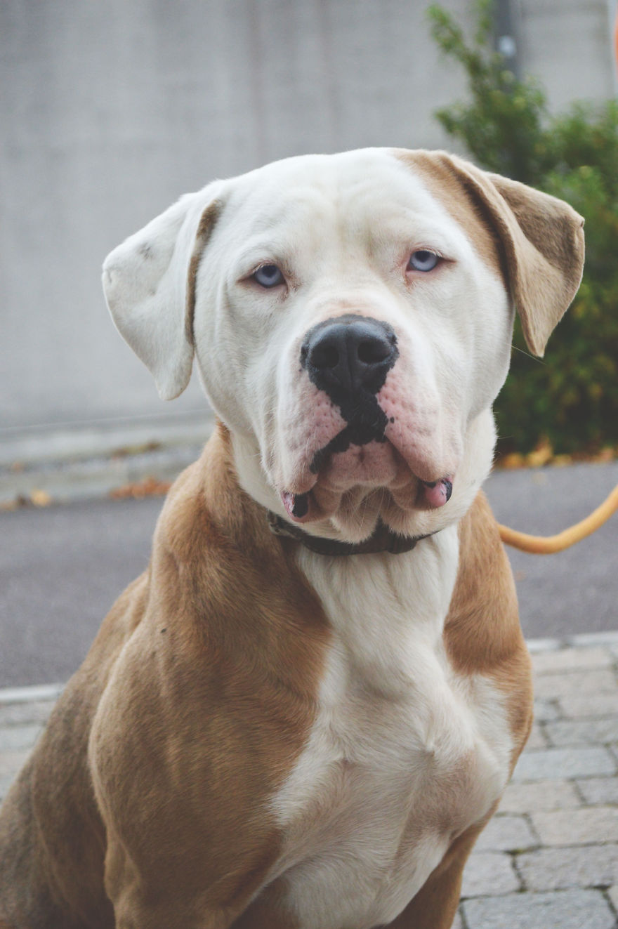 We Photograph Shelter Animals To Help Them Find Forever Homes We Photograph Shelter Animals To Help Them Find Forever Homes