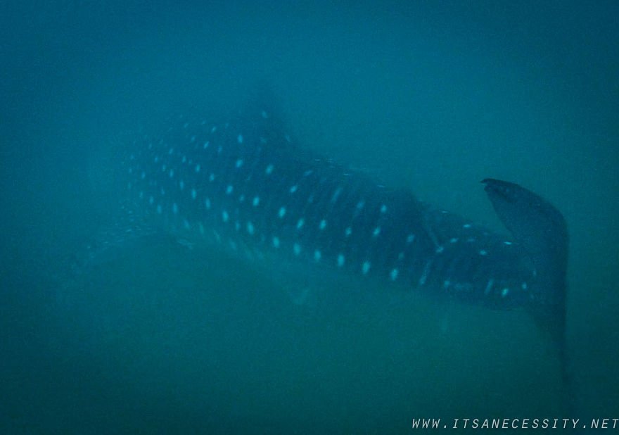 We Swam With The Largest Fish In The Ocean