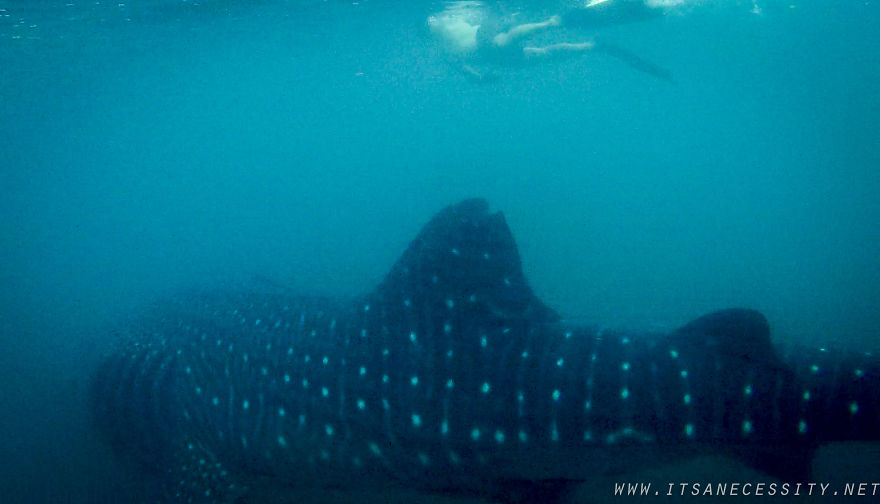 We Swam With The Largest Fish In The Ocean