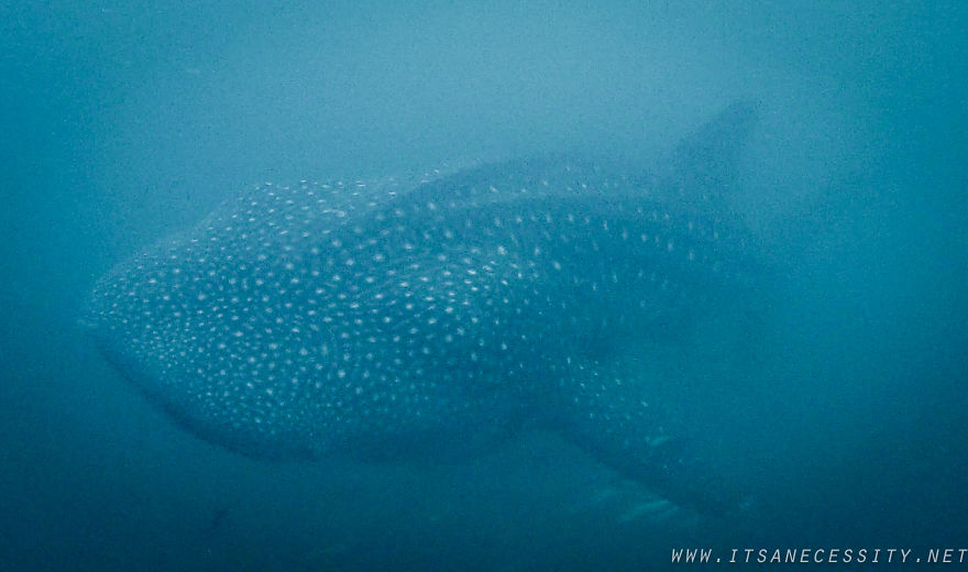 We Swam With The Largest Fish In The Ocean We Swam With The Largest Fish In The Ocean