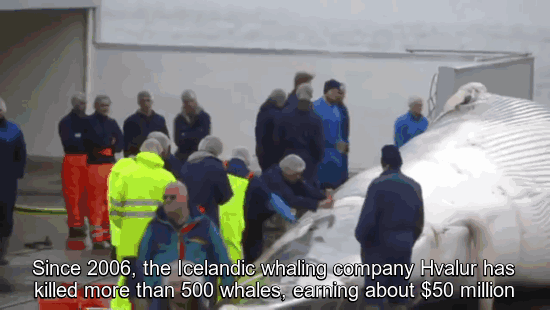 whales-illegal-whaling-hacktivism-hack-iceland-government-website-anonymous-11 whales-illegal-whaling-hacktivism-hack-iceland-government-website-anonymous-11