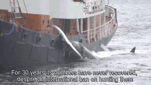 whales-illegal-whaling-hacktivism-hack-iceland-government-website-anonymous-4 whales-illegal-whaling-hacktivism-hack-iceland-government-website-anonymous-4