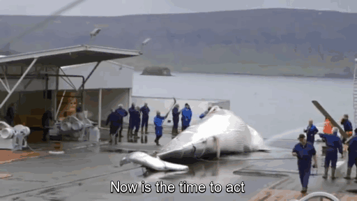 whales-illegal-whaling-hacktivism-hack-iceland-government-website-anonymous-5 whales-illegal-whaling-hacktivism-hack-iceland-government-website-anonymous-5