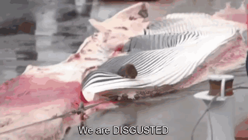 whales-illegal-whaling-hacktivism-hack-iceland-government-website-anonymous-6 whales-illegal-whaling-hacktivism-hack-iceland-government-website-anonymous-6