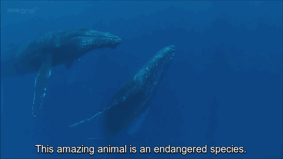 whales-illegal-whaling-hacktivism-hack-iceland-government-website-anonymous-8 whales-illegal-whaling-hacktivism-hack-iceland-government-website-anonymous-8