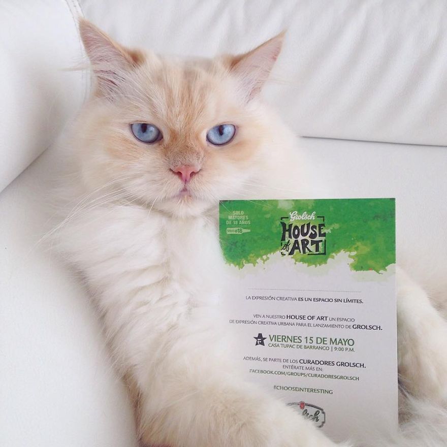 Whity The Cat Making A Promo Campaign For An Art Event