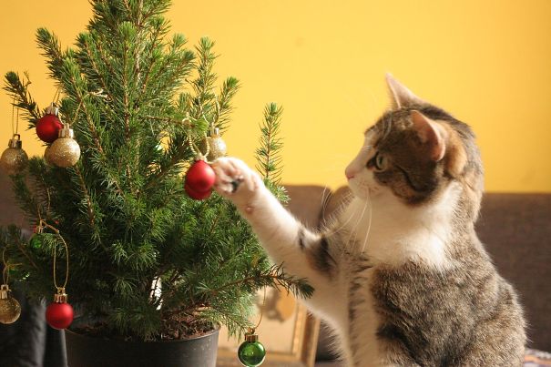 My Cat Loves Decorating... Or Undecorating?