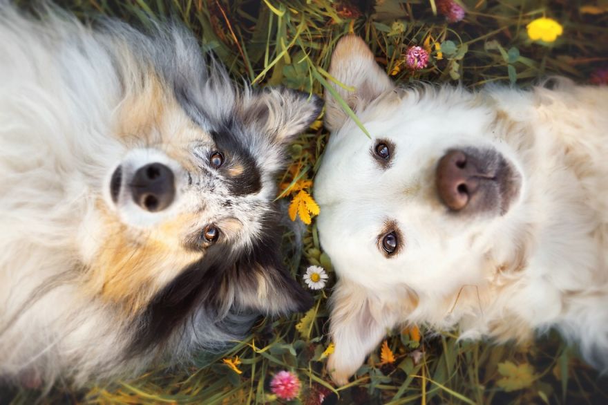 Yes, Dogs Also Have Best Friends! I Want To Show You My Golden Retriever Mali’s Friends