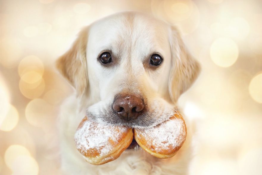 Yes, Dogs Also Have Best Friends! I Want To Show You My Golden Retriever Mali’s Friends Yes, Dogs Also Have Best Friends! I Want To Show You My Golden Retriever Mali’s Friends