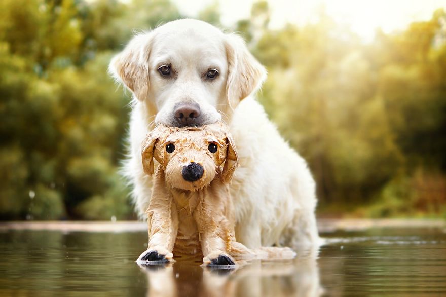 Yes, Dogs Also Have Best Friends! I Want To Show You My Golden Retriever Mali’s Friends