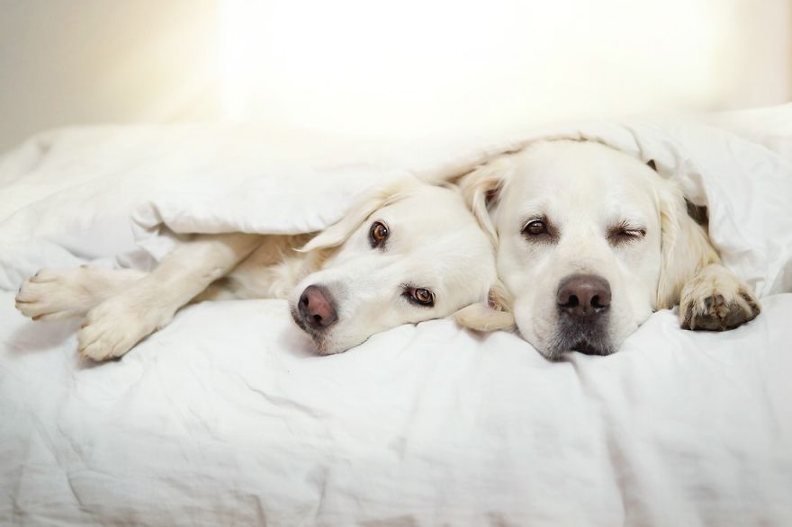 Yes, Dogs Also Have Best Friends! I Want To Show You My Golden Retriever Mali’s Friends