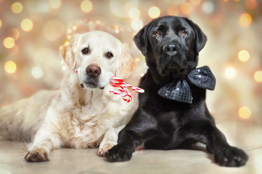 Yes, Dogs Also Have Best Friends! I Want To Show You My Golden Retriever Mali’s Friends