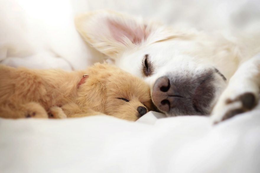 Yes, Dogs Also Have Best Friends! I Want To Show You My Golden Retriever Mali’s Friends