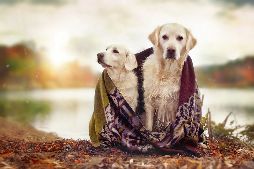 Yes, Dogs Also Have Best Friends! I Want To Show You My Golden Retriever Mali’s Friends Yes, Dogs Also Have Best Friends! I Want To Show You My Golden Retriever Mali’s Friends