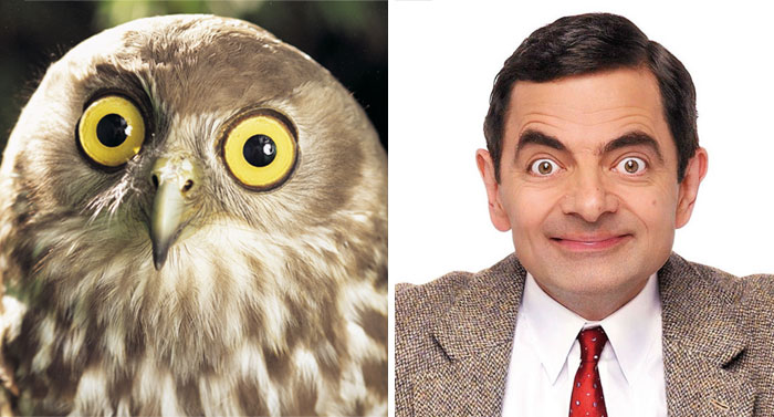 Owl and man side by side showcasing celebrity doppelganger animals with strikingly similar wide-eyed expressions.