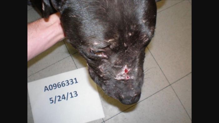 10. Facts About Pitbulls