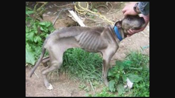 10. Facts About Pitbulls