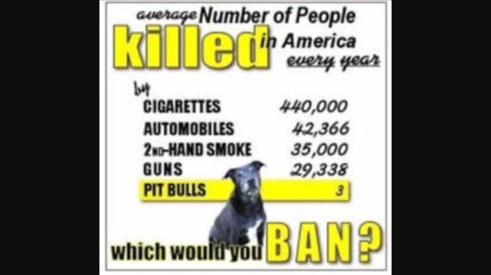 10. Facts About Pitbulls