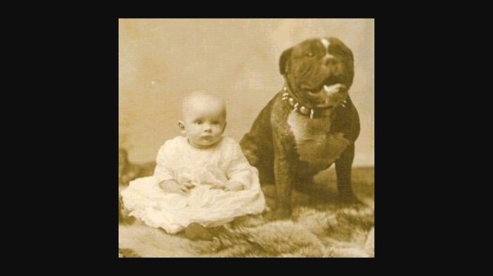 10. Facts About Pitbulls