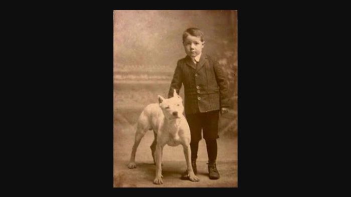 10. Facts About Pitbulls