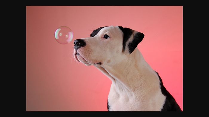 10. Facts About Pitbulls