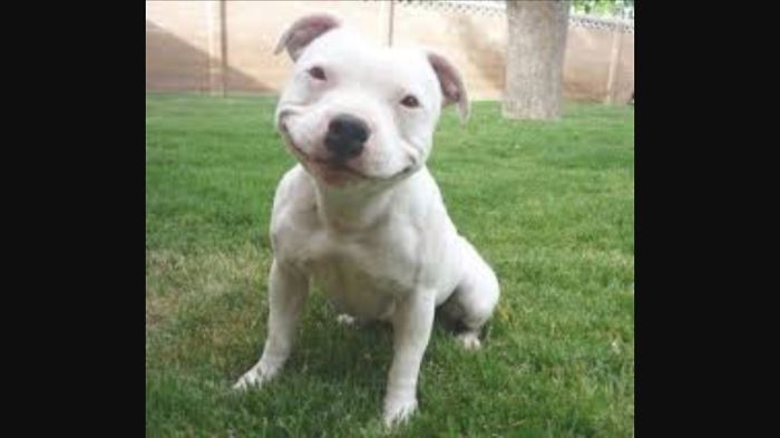 10. Facts About Pitbulls