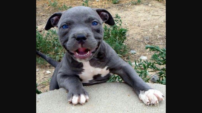 10. Facts About Pitbulls
