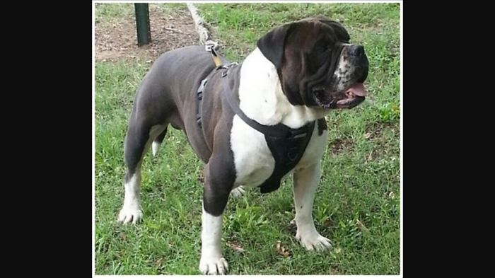 10. Facts About Pitbulls