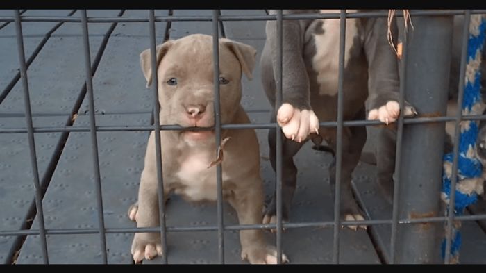 10. Facts About Pitbulls
