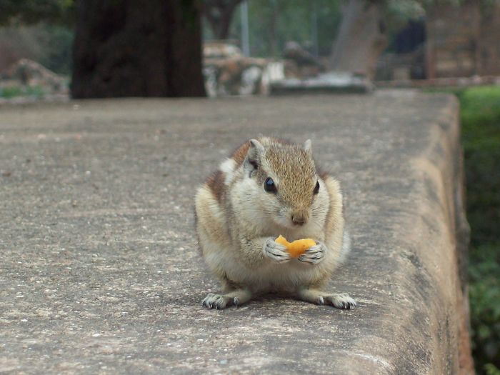 I Like Cornflakes...