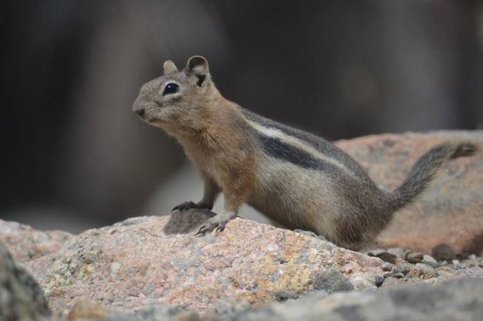 Golden Mantled Ground Squirrel, Estes Park Colorado