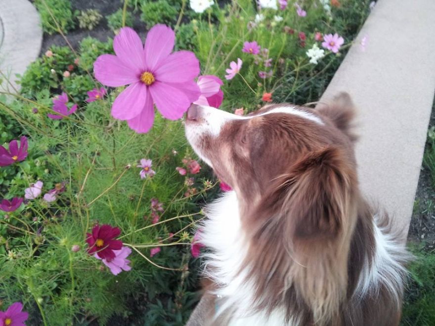 Poppy Sniffing A Poppy